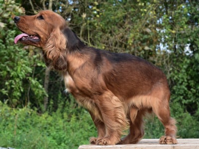 Les chiots de Cocker Spaniel Anglais