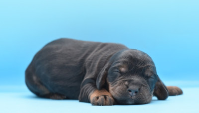 Les chiots de Cocker Spaniel Anglais