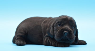 CHIOT 2 - Cocker Spaniel Anglais