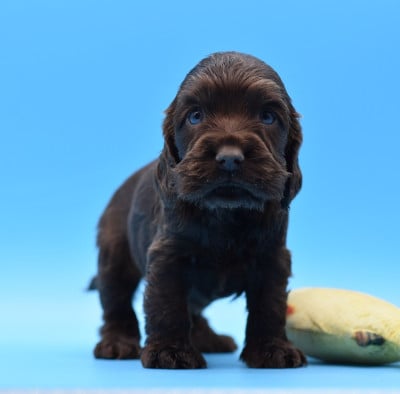 Les chiots de Cocker Spaniel Anglais