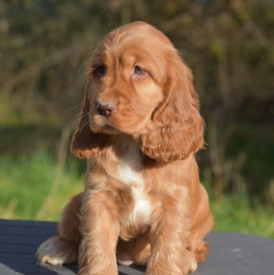 Les chiots de Cocker Spaniel Anglais