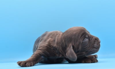 Les chiots de Cocker Spaniel Anglais