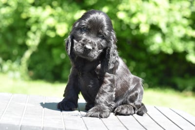 Les chiots de Cocker Spaniel Anglais