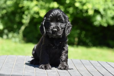 Les chiots de Cocker Spaniel Anglais