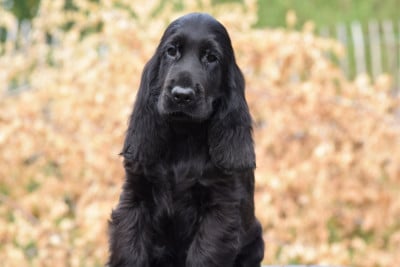 Les chiots de Cocker Spaniel Anglais