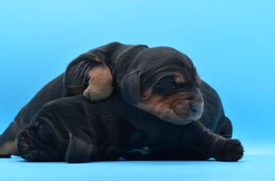 Les chiots de Cocker Spaniel Anglais