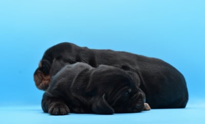 Les chiots de Cocker Spaniel Anglais