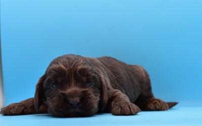 Les chiots de Cocker Spaniel Anglais