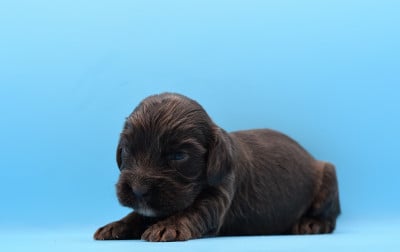 Les chiots de Cocker Spaniel Anglais