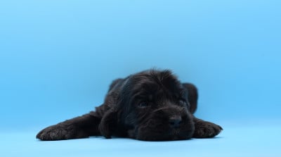 Les chiots de Cocker Spaniel Anglais