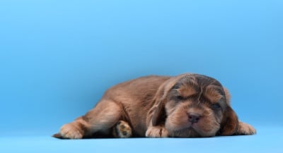 Les chiots de Cocker Spaniel Anglais
