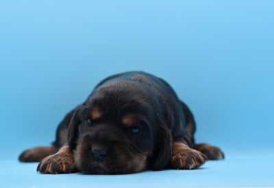 Cocker Spaniel Anglais