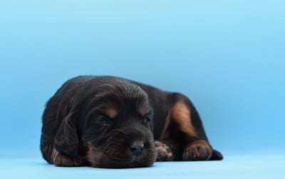 Chiot N°5 - Cocker Spaniel Anglais