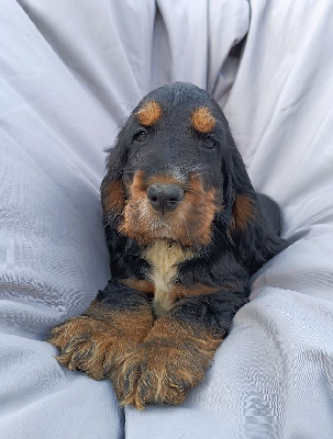 Les chiots de Cocker Spaniel Anglais