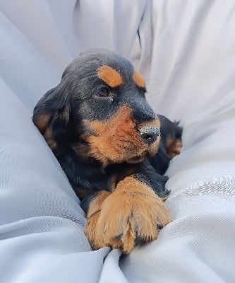 Les chiots de Cocker Spaniel Anglais