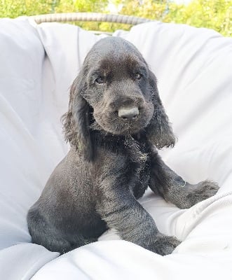 Les chiots de Cocker Spaniel Anglais