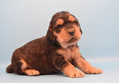 Les chiots de Cocker Spaniel Anglais
