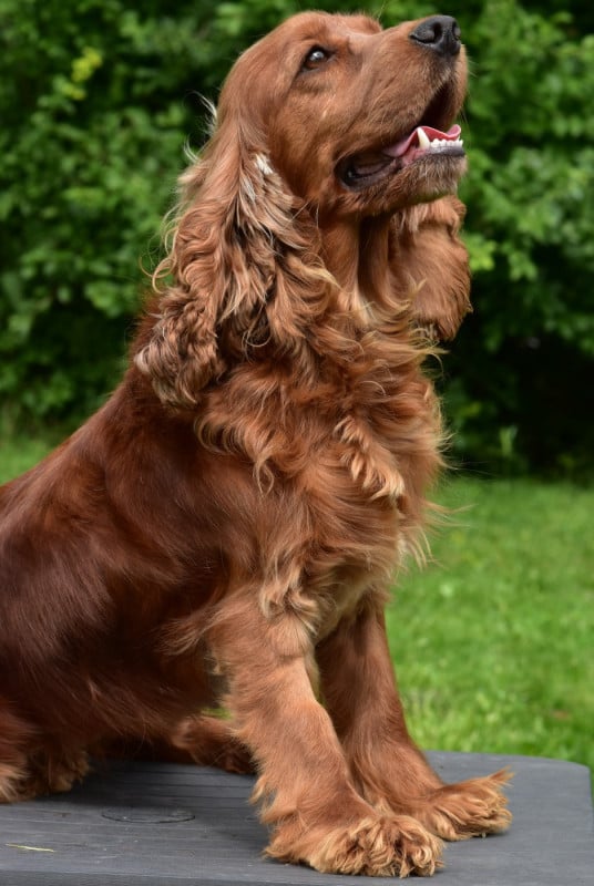 Cocker Spaniel Anglais - d'Oup-Ouaout