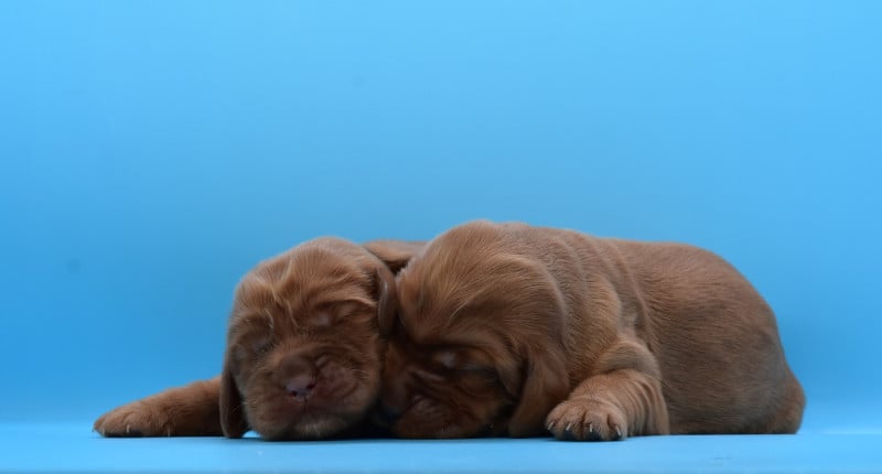 Cocker Spaniel Anglais - d'Oup-Ouaout
