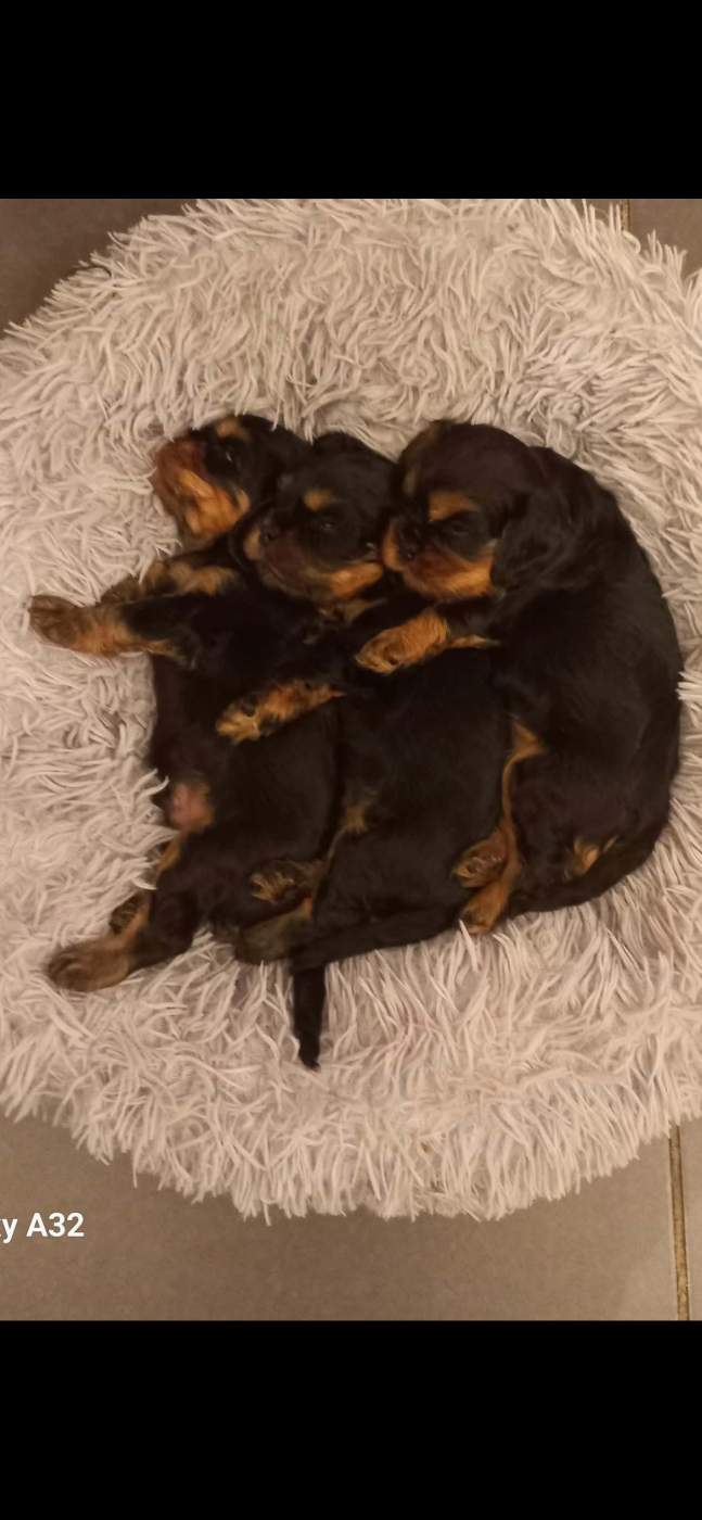 Chiot Cavalier King Charles Spaniel