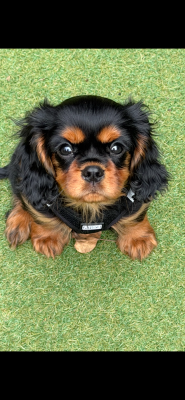 Les chiots de Cavalier King Charles Spaniel