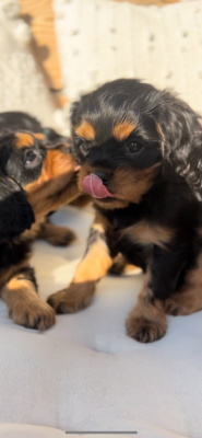Les chiots de Cavalier King Charles Spaniel