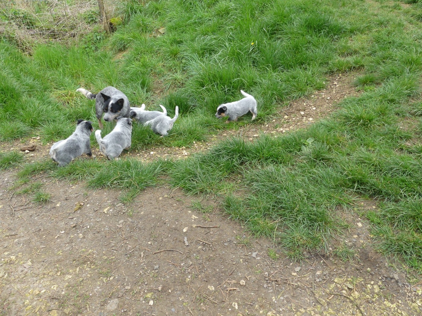 Bouvier australien - Interceptor Blues