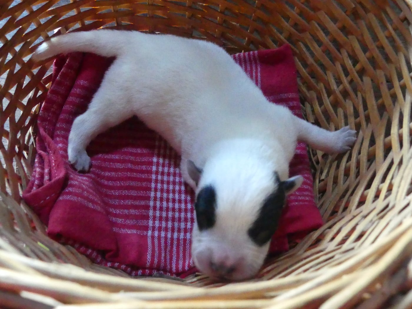 Chiot N°2 - Bouvier australien