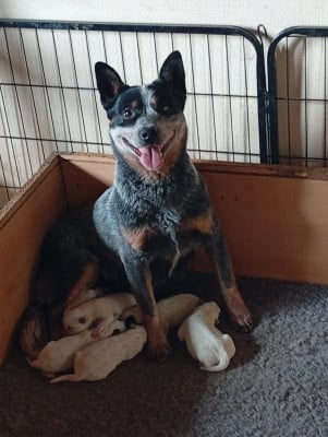 Les chiots de Bouvier australien