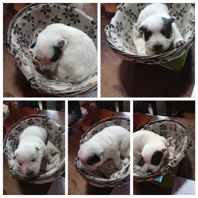 Les chiots de Bouvier australien