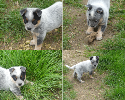 Les chiots de Bouvier australien