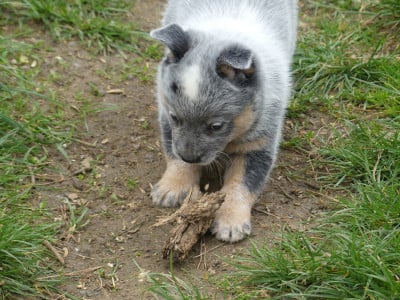 Les chiots de Bouvier australien