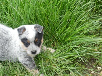 Les chiots de Bouvier australien