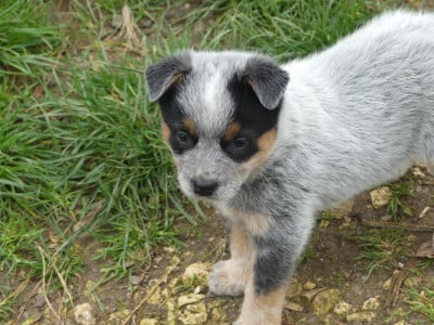Les chiots de Bouvier australien