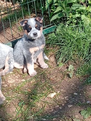 Les chiots de Bouvier australien