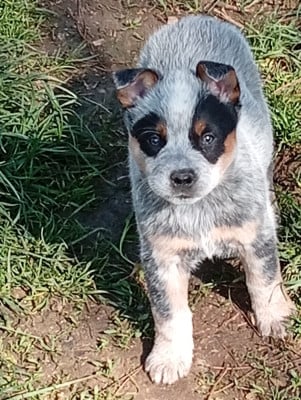 Les chiots de Bouvier australien