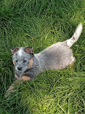 Les chiots de Bouvier australien