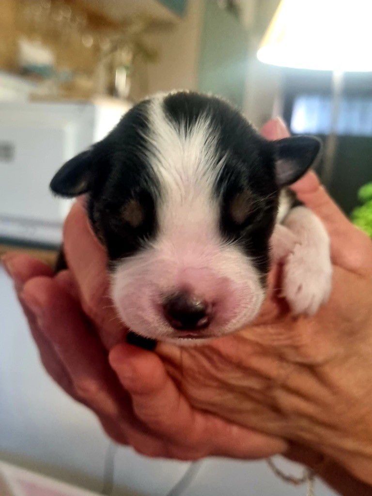 Chiot Berger Australien, femelle disponible en Provence