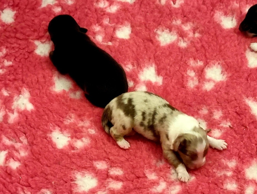 Chiot Berger Australien, femelle disponible en Provence