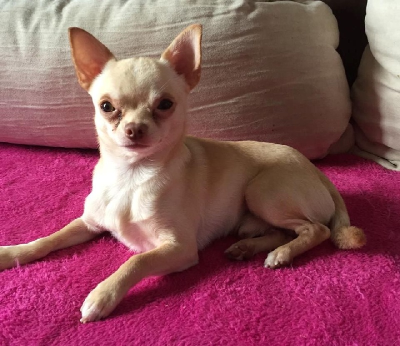 Publication : Du Temple Des Little Boudhas