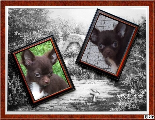 Publication : Du Temple Des Little Boudhas Auteur : du temple des little boudhas