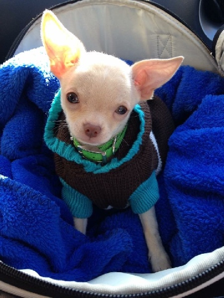 Publication : Du Temple Des Little Boudhas