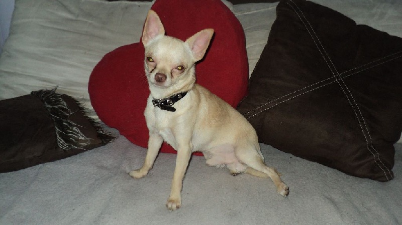 Publication : Du Temple Des Little Boudhas