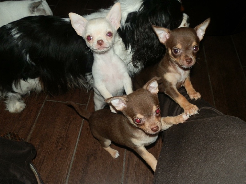 Publication : Du Temple Des Little Boudhas