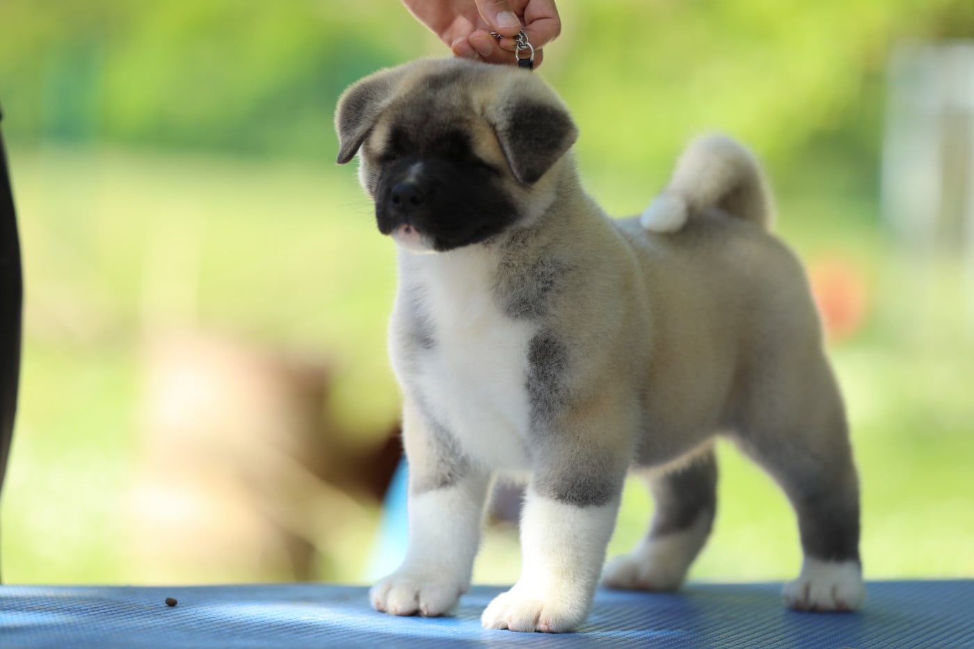 Chiot N°1 - Akita americain
