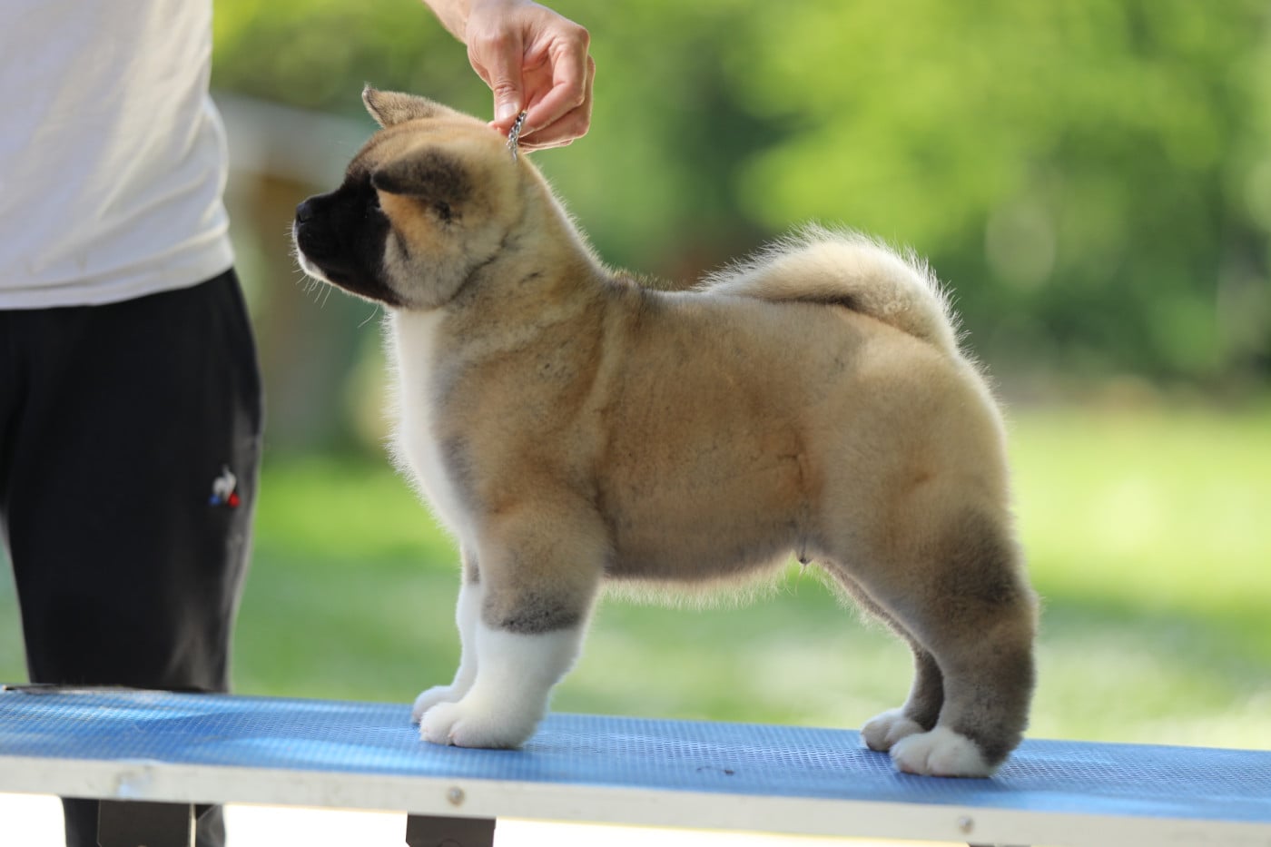 Chiot N°4 - Akita americain