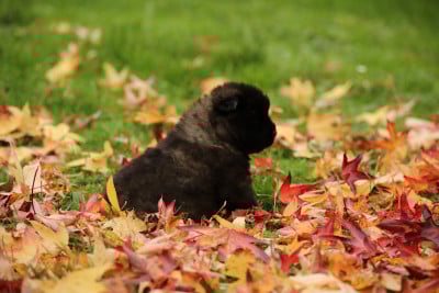 Les chiots de Akita americain