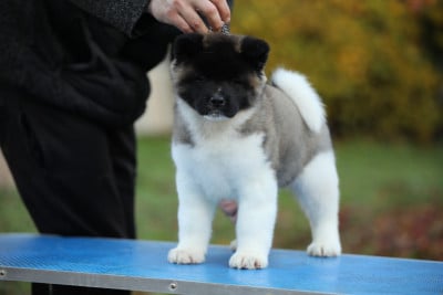 Les chiots de Akita americain