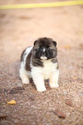 CHIOT 2 - Akita americain