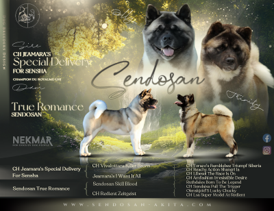 Les chiots de Akita americain